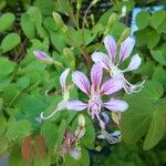 Phanera yunnanensis Flower