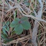 Potentilla canadensis Hoja