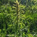 Pedicularis foliosa Yaprak