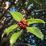 Ilex latifolia Fruit