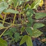 Vigna unguiculata Leaf