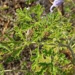 Solanum citrullifolium 葉