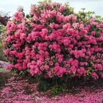 Rhododendron catawbiense 形態