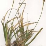 Carex brevicollis অভ্যাস