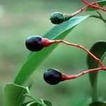 Damburneya coriacea Fruit