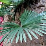 Livistona chinensis Folha