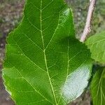 Morus nigra Leaf