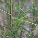 Danthonia intermedia Hoja