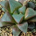 Haworthia magnifica Habit