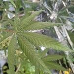 Cannabis sativa Blad