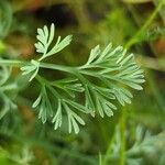 Gilia tricolor Blad