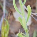 Linaria chalepensis Blad