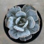 Echeveria laui Hábito