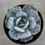 Echeveria laui Habitus