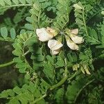 Coronilla viminalis Flor