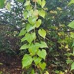 Dioscorea communis Natur