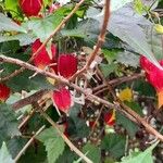 Abutilon megapotamicum Λουλούδι