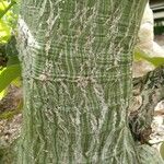 Pseudobombax ellipticum 樹皮