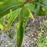 Oenothera villosa Leaf