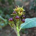 Rhamnus alaternus Fruit