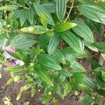 Tibouchina mutabilis Folio