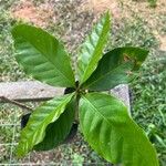 Coffea arabicaLeaf