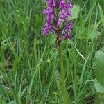 Dactylorhiza majalis Habitus