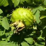 Rosa roxburghii Fruit