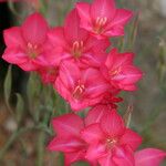Gladiolus carmineus Flor