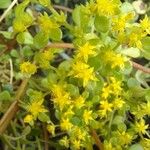 Sedum formosanum Λουλούδι