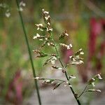 Poa compressa Blüte