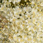 Viburnum lentago പുഷ്പം
