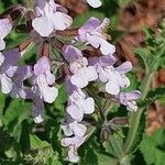 Salvia repens 花