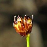 Juncus triglumis Fruit