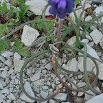 Muscari neglectum Hábito