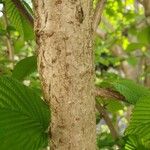 Viburnum plicatum Rhisgl