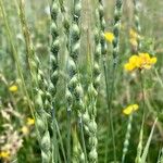 Aegilops ventricosa Likasa