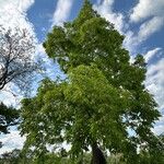 Carya ovata Habitus