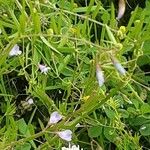 Vicia tetrasperma Staniste