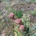 Sempervivum montanumVirág