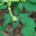 Actaea pachypoda Fruto