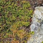 Lycopodium alpinum Hàbitat