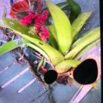 Rodriguezia lanceolata Cvet