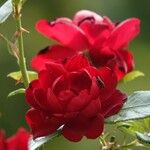 Rosa cinnamomea Bloem