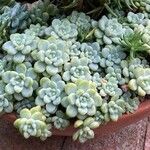 Sedum spathulifolium برگ