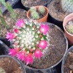 Mammillaria zeilmanniana Flower