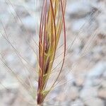 Taeniatherum caput-medusae Fruit