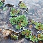 Azolla filiculoides Buveinė