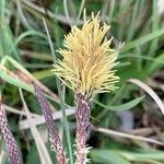 Carex caryophylleaKvet