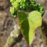 Jatropha curcas Blatt